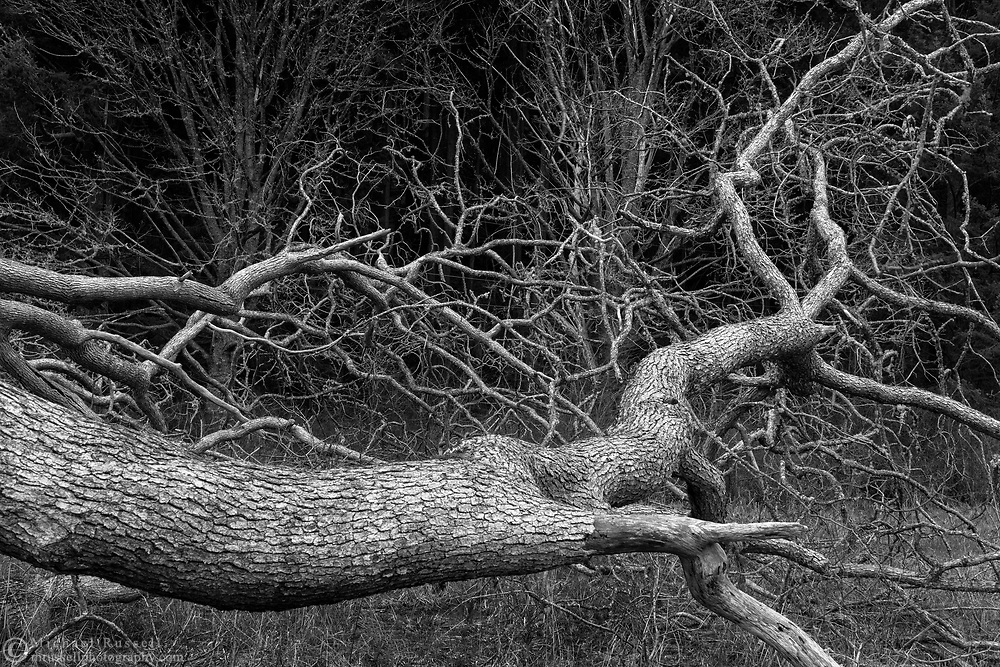 One of two twin Garry Oak trees (Quercus garryana) that used to grow next to each other in a field at Burgoyne Bay Provincial Park on Salt Spring Island, British Columbia, Canada. In early 2016 the Garry Oaks growing side by side fell over in opposite directions.