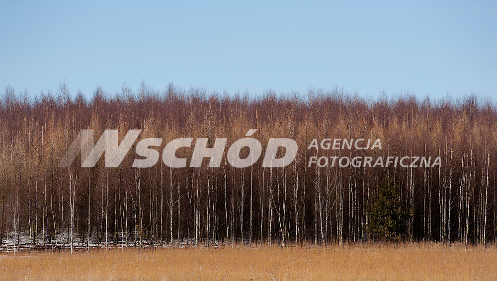 16.03.2013 zdjecie ilustracyjne Puszcza Knyszynska n/z brzozowy zagajnik w zimowej szacie fot Michal Kosc / AGENCJA WSCHOD
