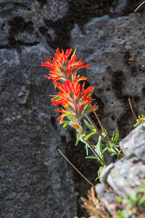 One of the many beautiful Indian paintbrushes on the Pacific Northwest, this one was blooming at the very top of Larch Mountain just outside of Portland, Oregon.