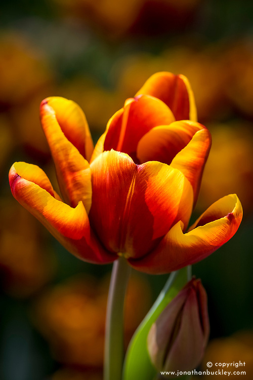 Tulipa 'Abu Hassan'