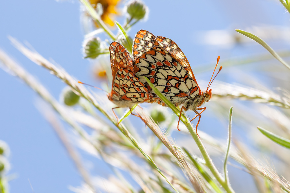Euphydryas chalcedona nr olancha (Chalcedon Checkerspot) ♀+♂ at Sherman Pass, Tulare Co, CA, USA, on Sunflower 10-May-09