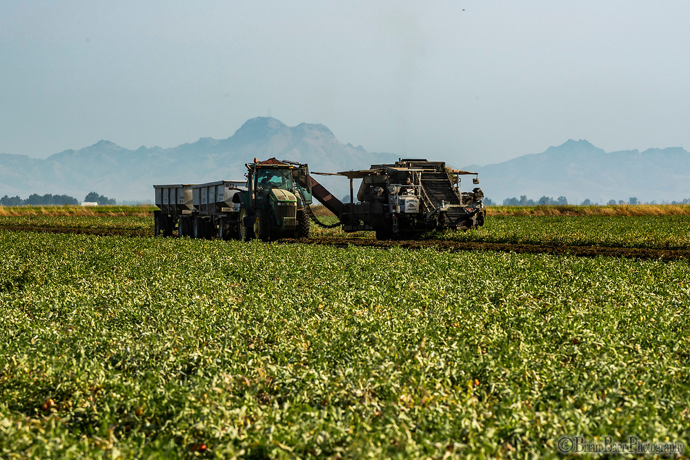 Pepper Tomato harvest Wednesday, August 25, 2021.<br />
Photo Andrew Innerarity