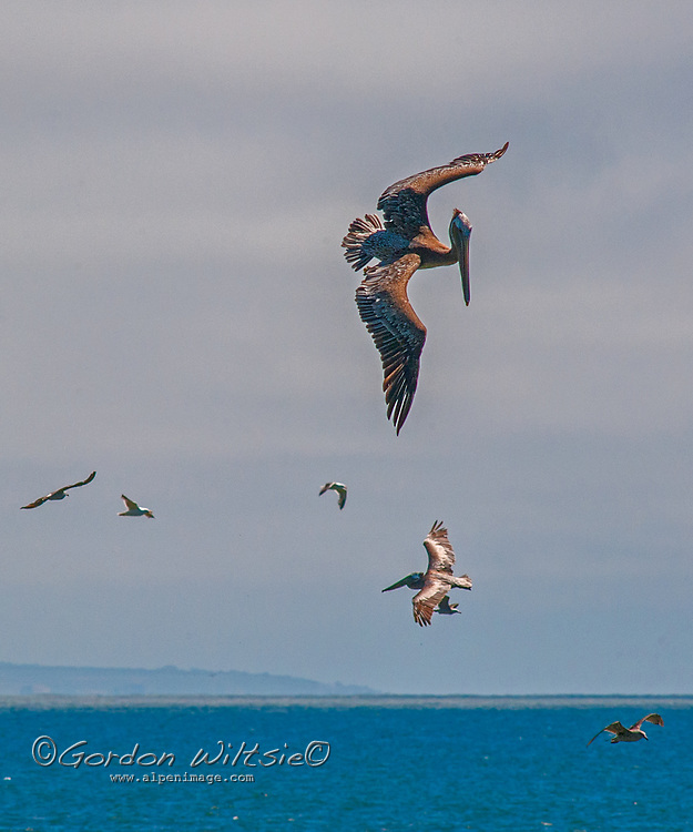 Brown pelicans (Pelecanus occidentalis) hunt for fish, which they catch by diving into the water head first - often from high above the water - stunning their prey and then scooping it up in their huge bills. Many of the gulls that fly or swim beside them are trying to steal part of their catch, a behavior called kleptoparasitism.