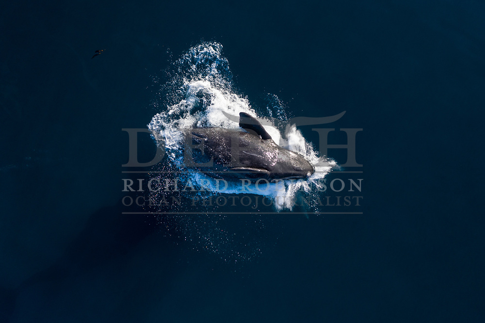 A tohorā calf breaches, landing on its back. There are now so many whales breeding in Port Ross it’s likely some mothers are looking for alternative breeding sites. The closest suitable spots are Rakiura/Stewart Island and the southern coasts of the South Island, where a number of calves have already been born.<br />
Shot on assignment for New Zealand Geographic Issue: 166 November December 2020.<br />
Read the Feature: https://www.nzgeo.com/stories/the-whales-are-back/<br />
Photograph Richard Robinson © 2020.<br />
Rights managed image. No Reproduction without prior written permission.