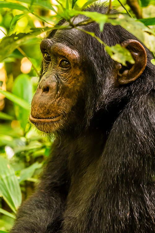 Chimpanzees, Kibale Forest National Park, Uganda. Known as "The Primate Capital of the World" Kibale has the largest number of primates of any national park in the world.
