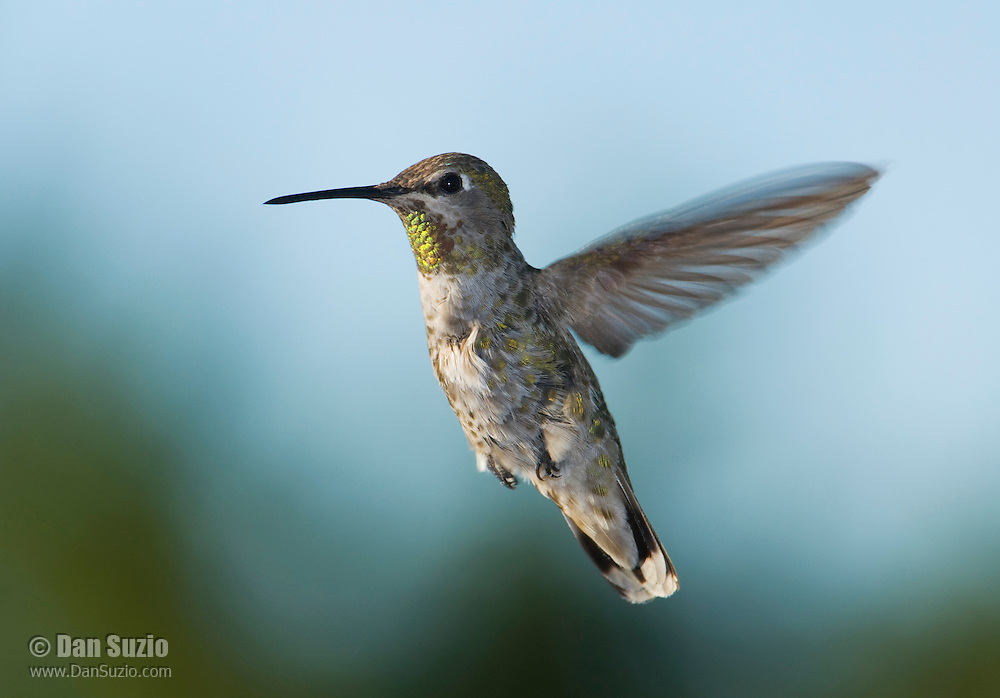 Anna's hummingbird, Calypte anna. Santa Cruz Mountains, California.