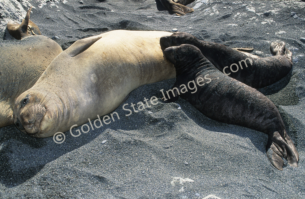 Pups are nursed for a short four to eight weeks before being left to fend for themselves. Weaned pups group together spending much of their time onshore for an additional few months but soon move ever farther offshore to forage for food.<br />
<br />
Largest of all seals. The species was hunted nearly to extinction for its oil. By the late 1800s there were fewer than 20 known individuals remaining.<br />
<br />
Range: Gulf of Alaska to Baja California <br />
<br />
Species: Mirounga angustirostris