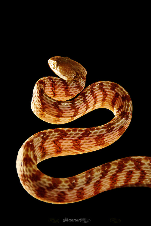 Banded or Northern Brown Tree Snake (Boiga irregularis) also known as a Night-tiger. Night Tiger's are an arboreal, nocturnal, colubrid snake native to eastern and northern coastal Australia, Papua New Guinea, and a large number of islands in northwestern Melanesia. Mildly venomous.