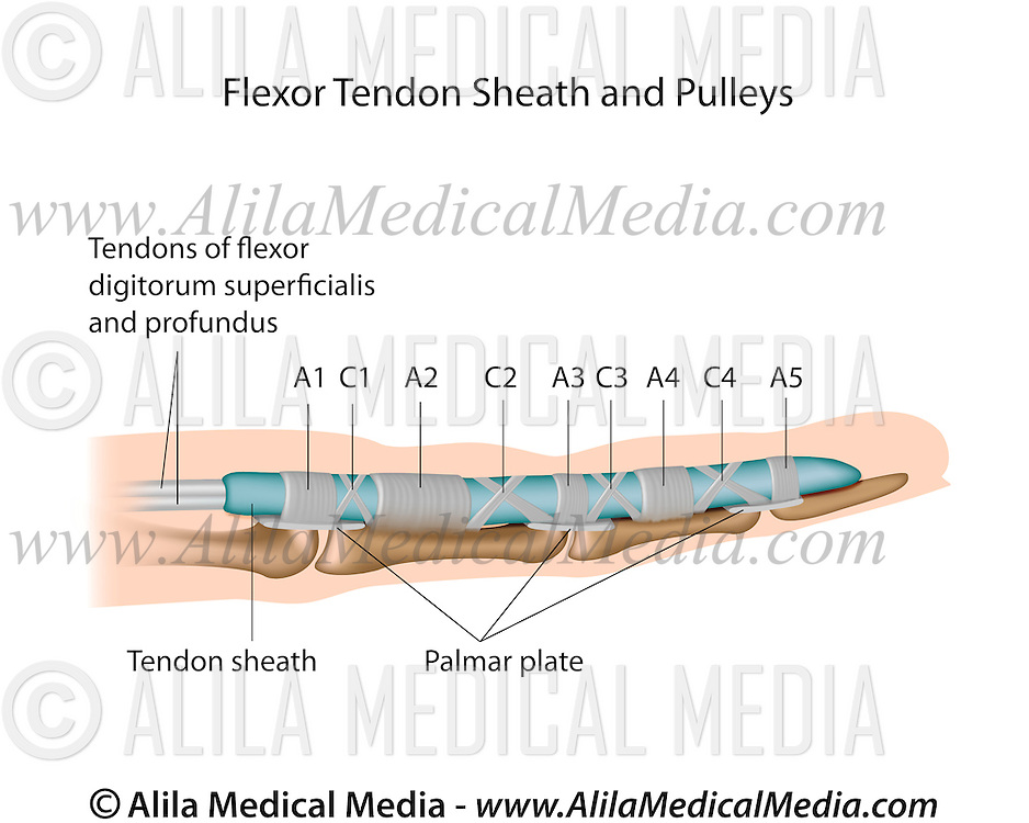 Flexor Tendon Sheath and Pulleys Alila Medical Images