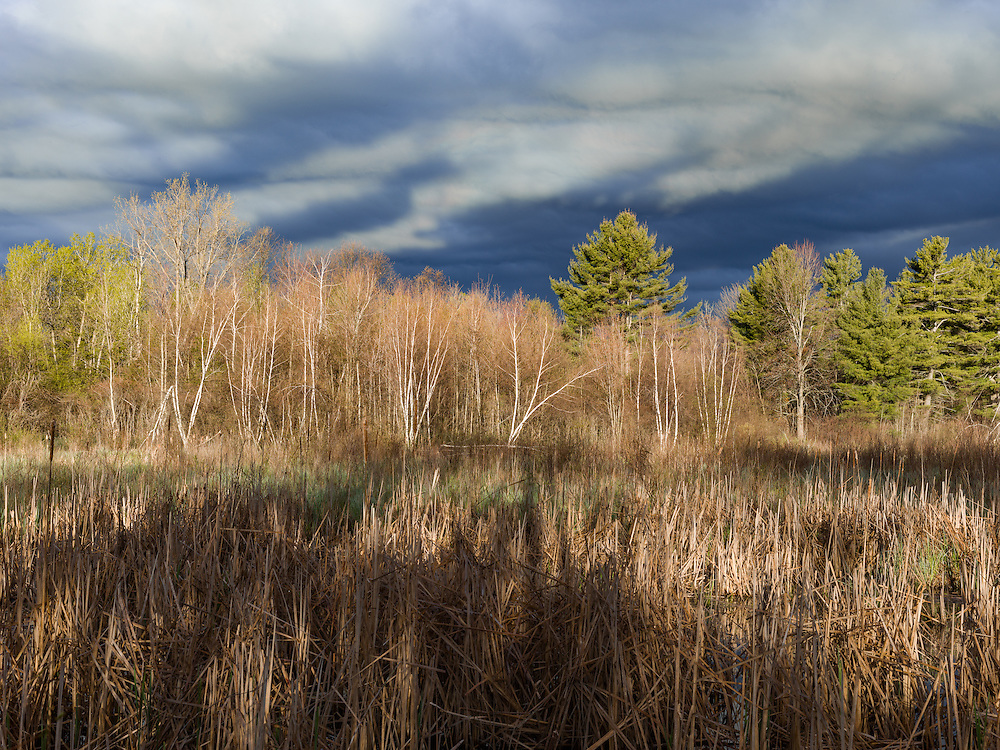 http://Duncan.co/dark-sky-and-forest