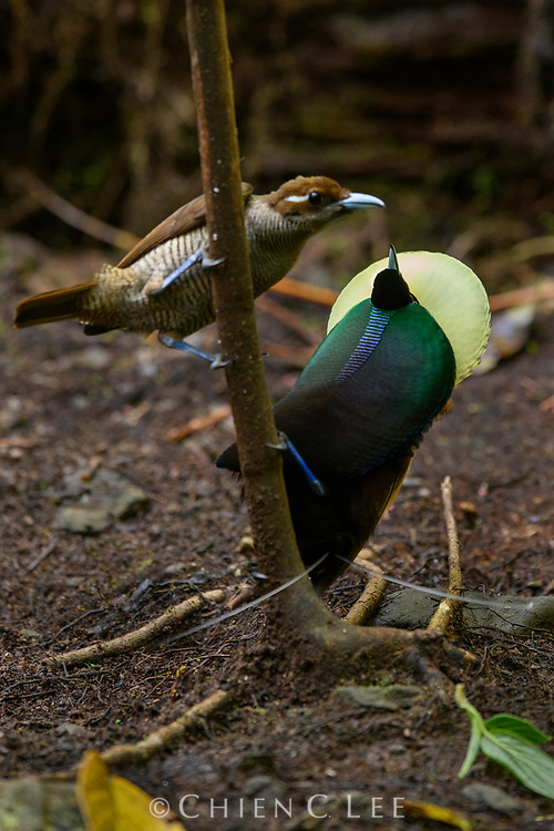 Transforming into an extravagant bouquet of colors and shapes, a male Magnificent Bird-of-paradise (Diphyllodes magnificus) puts on his best show in the hopes of impressing a female visitor to his courting ground. She has a critical eye for imperfections as she will be selecting him based on the merits of his display alone – a testament to his overall fitness and desirable genes. This selective pressure is the driving force behind the evolution of some of the most incredible avian spectacles in the world.