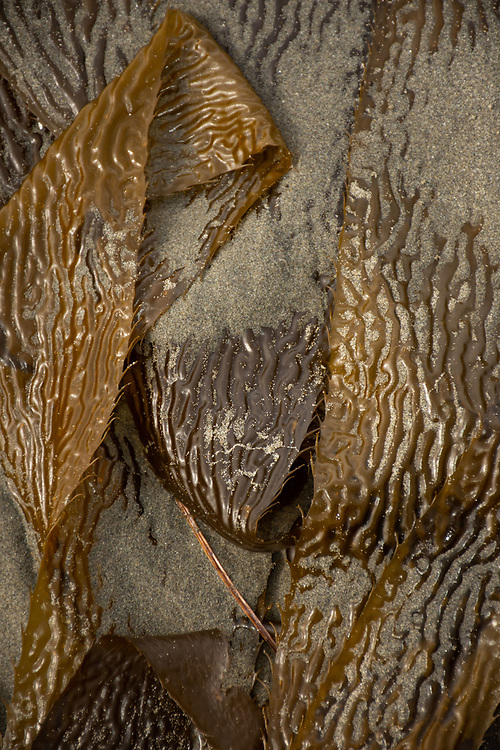 Giant Kelp (Macrocystis pyrifera), Kalaloch Beach 4, Olympic National Park, Washington, US