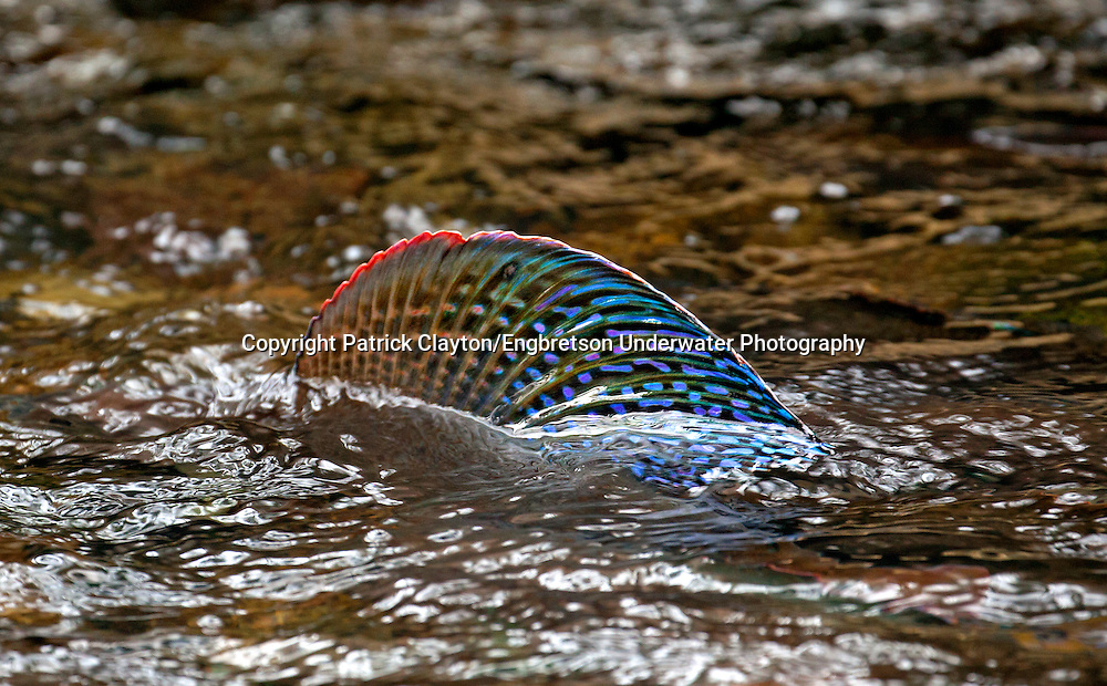 Arctic Grayling Spawning<br />
<br />
Patrick Clayton/Engbretson Underwater Photography