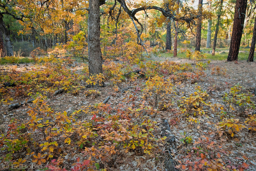 autumn Garry Oak, (Quercus garryana), Klickitat County, WA, USA