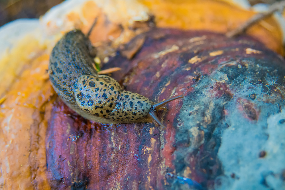 Leopard slugs are an introduced species native to Southern Europe and have made their way around the world due to commercial shipping combined with their ability to thrive in multiple types of habitat. With a scientific name (Limax maximus) that literally means "biggest slug", it is one of the longest slugs (but not the biggest) and can live up to three years and reach a length of 6 to 8 inches. This one was found on a type of polypore mushroom called a red belt conk in deep in a forest Montana's Glacier National Park.