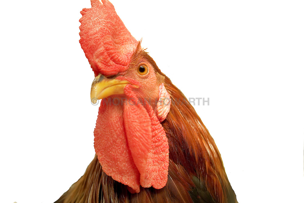 Rooster