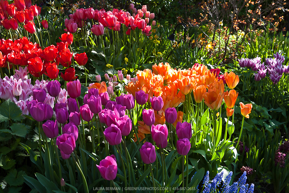 Masses of brightly colored spring tulips.