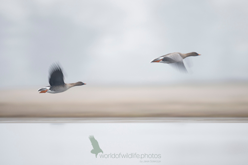 flying geeses over the water