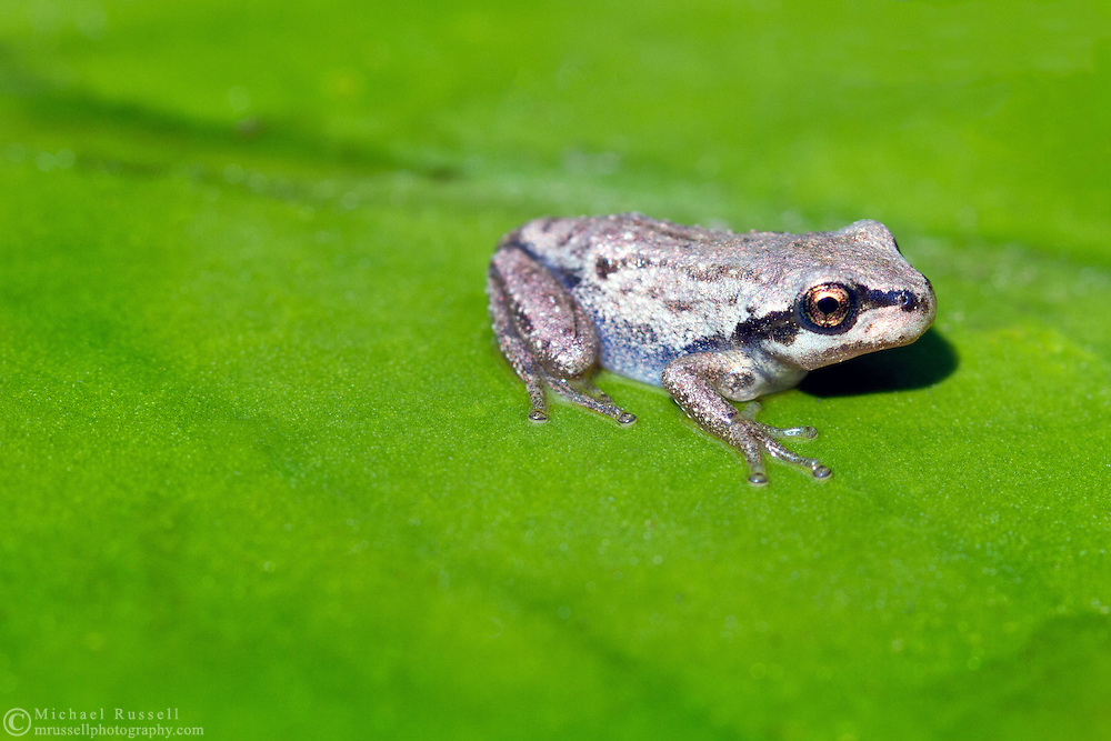 Pacific Chorus Frog (Pseudacris regilla) Michael Russell Photography