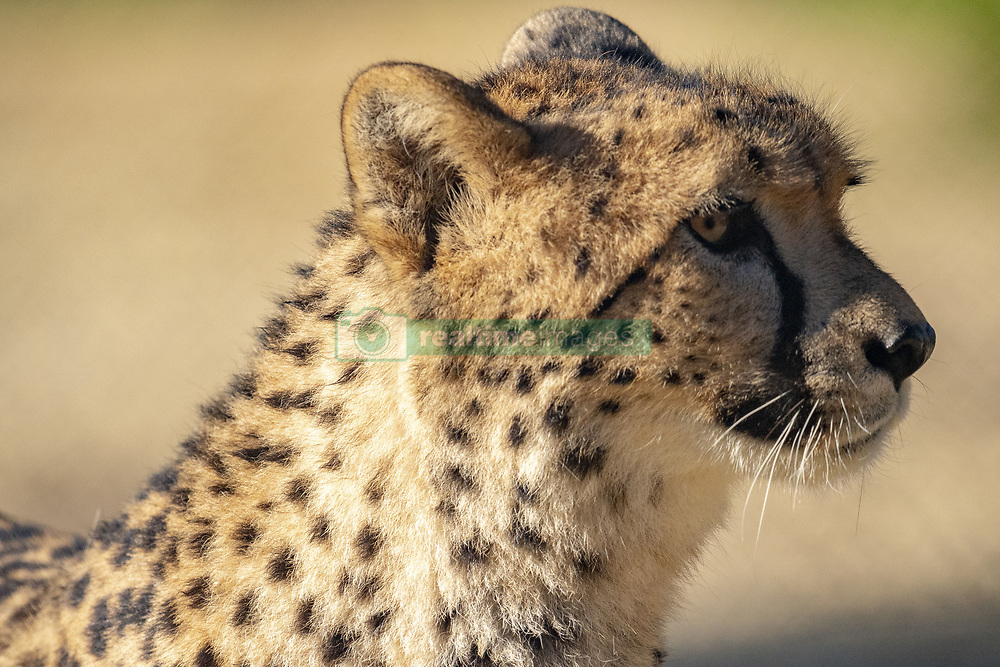 Youngs cheetahs at the Lunaret Parc. Montpellier le 9 février 2019. Photo by Eric Beracassat/ABACAPRESS.COM