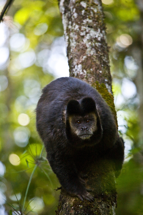 Pocos de Caldas_MG, Brasil...Detalhe de um Macaco-Prego (Cebus apella) em uma arvore em uma Reserva Particular do Patrimonio Natural...The Capuchin monkey (Cebus apella) in a tree at Private Reserve of Natural Heritage...Foto: JOAO MARCOS ROSA / NITRO