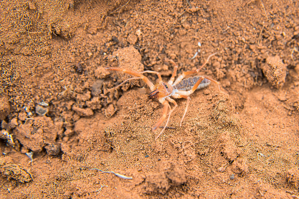 Wind scorpions get their name because they are "fast like the wind". While related to scorpions, they fit into their own category or arachnids which also includes spiders. These highly aggressive solitary predators live in very dry, arid habitats where they hunt at night by actively zigzagging across across the ground or sand until they encounter and overpower an unfortunate insect, spider, scorpion or even the occasional lizard. Once pinned down with the two large front legs (pedipalps), the wind scorpion doesn't even wait to kill its prey. It will immediately start tearing into its meal with the two dark pincers near the mouth (they look like fangs) and devour it as quickly as possible, before the wind scorpion might in turn become the prey of some even larger predator. This one was stalked/chased and photographed in rural Cibola County, New Mexico, about 70 miles west of Albuquerque.