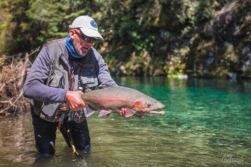 Monster rainbow, double digit rainbow trout.