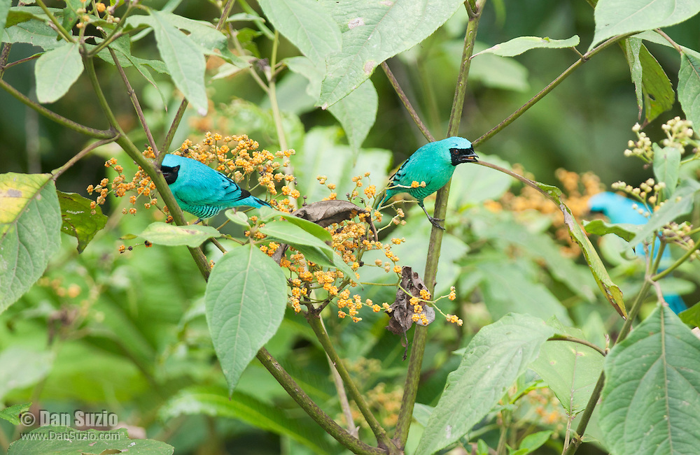 Male swallow tanagers, Tersina viridis. San Jorge de Milpe Eco-Lodge, Mindo, Ecuador