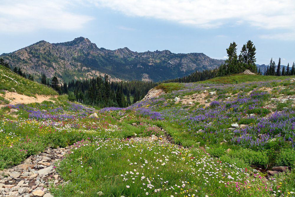 Wildflowers (mostly Lupines, Magenta Paintbrush and Alpine Asters) and peaks of the Cascade Range photographed along the Naches Peak Loop Trail near Mount Rainier National Park in Washington State, USA. This half of the loop is just outside of the park boundaries, but the return part of the loop is within Mount Rainier National Park, so I included it as part of the park regardless.