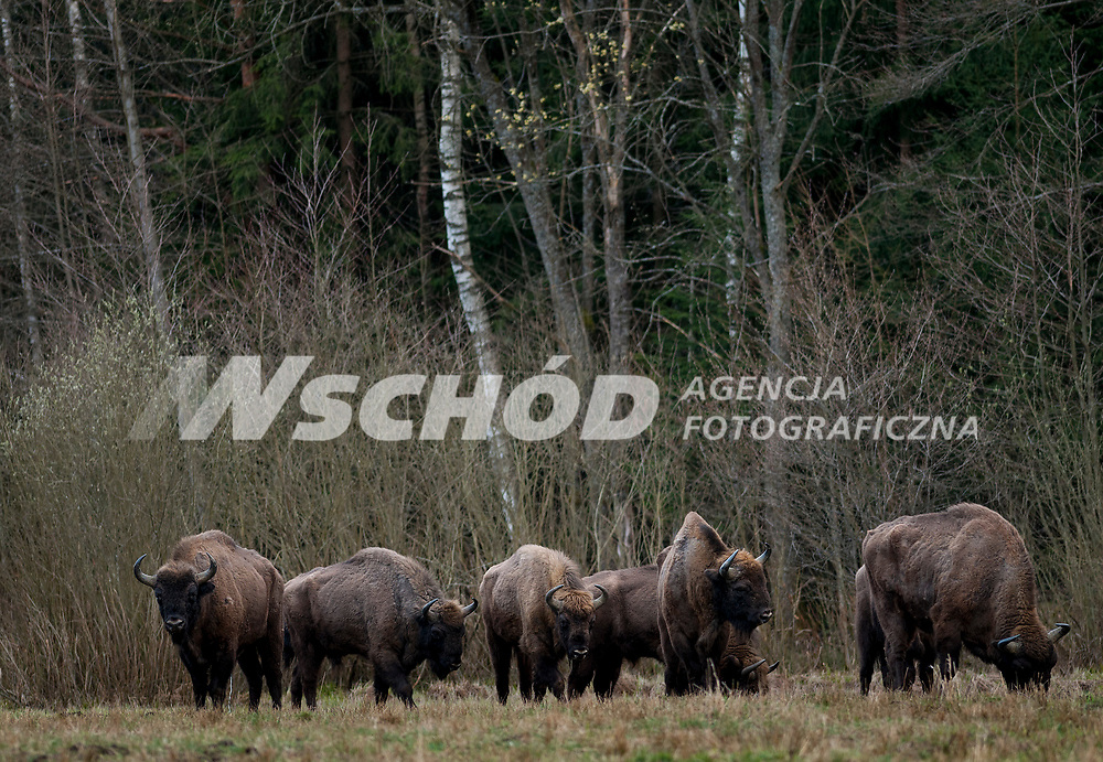 14.04.2015 okolica Krynek woj podlaskie n/z zubry na Uroczysku Pierekal w glebi puszczy . Obecnie w lasach Puszczy Knyszynskiej zyje ok 120 tych zwierzat fot Michal Kosc / AGENCJA WSCHOD