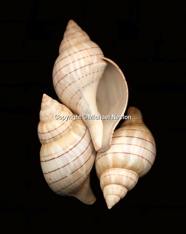 Fine Art Seashell II Matted Print. <br />
<br />
5" x 5" print matted to 8" x 10" $28.00 <br />
<br />
8" x 8" print matted to 11" x 14" $35.00 <br />
<br />
All prints are custom printed and matted here in Cataumet on Cape Cod.