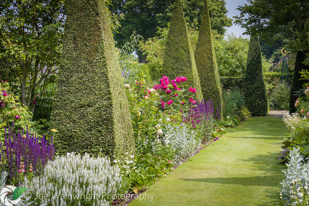 Flowering plants, such as roses, salvia and pentstemons adorn the Yew Walk at Wollerton Old Hall Garden, Shropshire. Photographed in July. This image is available for sale for editorial purposes, please contact me for more information.