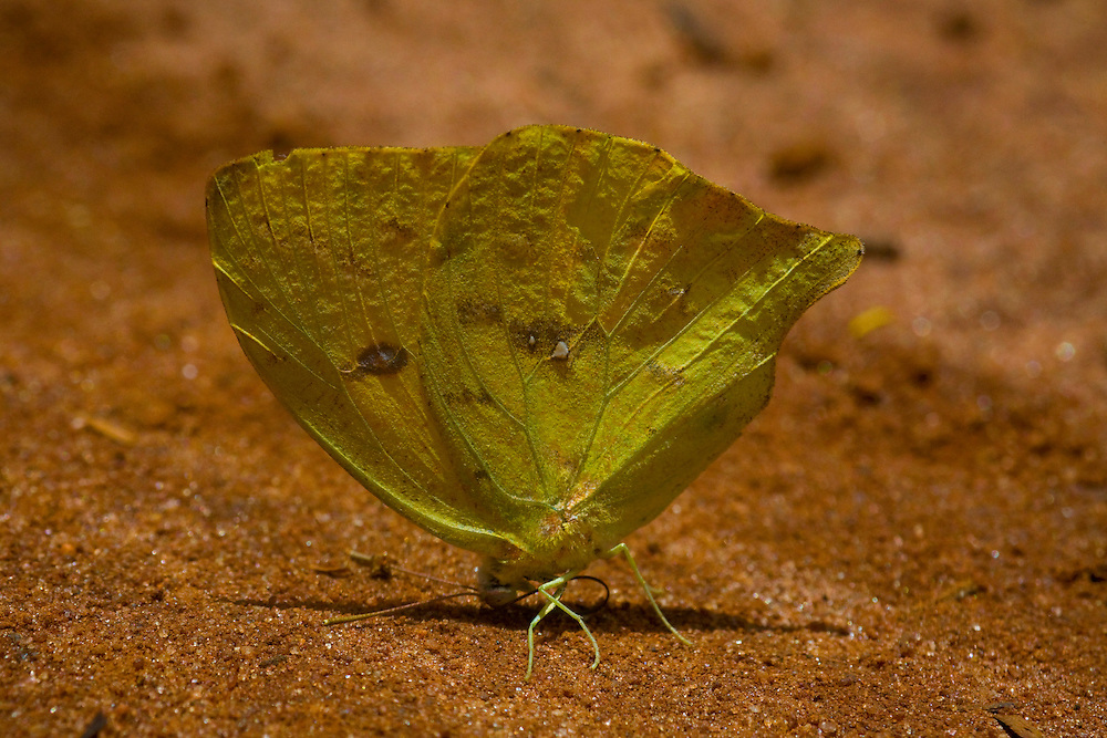 Sao Jose do Rio Preto_SP, Brasil...Programa Biota da Unesp, na foto uma borboleta...The Biota program of Unesp, in this photo a butterfly...Foto: JOAO MARCOS ROSA / NITRO