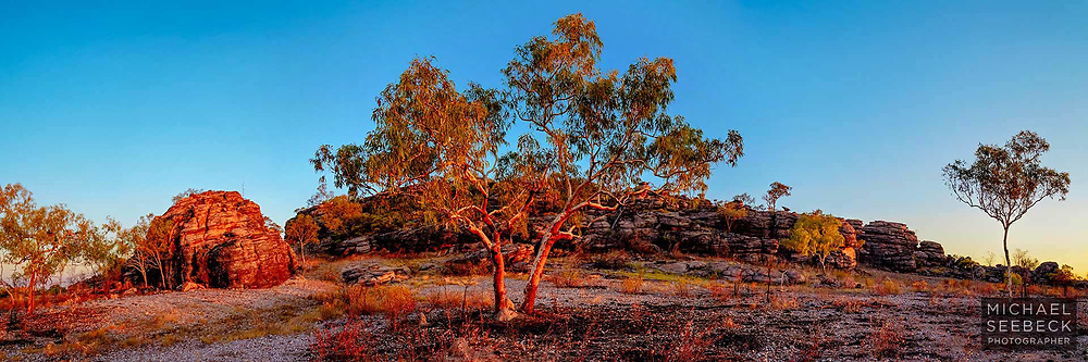 A pair of bloodwood eucalyptus trees at Hell's Gate, at the edge of the Barkly Tableland, in western Queensland near the Northern Territory border, captured at the last sunlight of sunset.