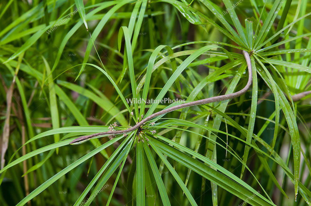 Brown Vine Snake (Oxybelis aeneus) hunting for anoles and lizards, Bocas del Toro, Colon Island, Panama