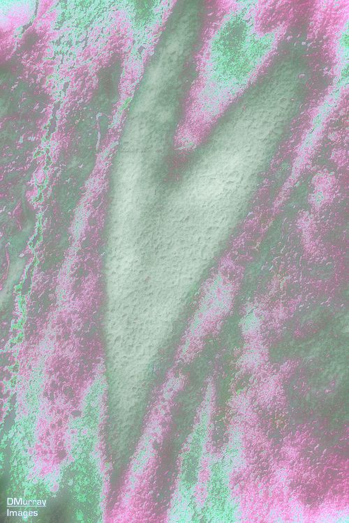 Ground View 6, Garden Jungle - Fresh Visions