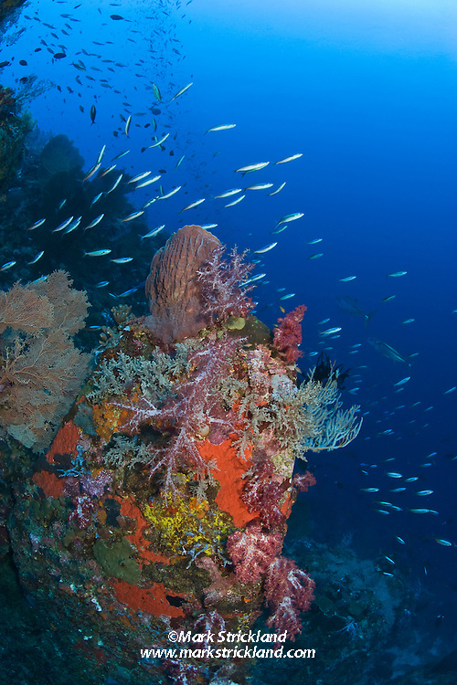 A school of Bluestreak Fusiliers, Pterocaesio tile, streams past colorful soft corals, Gorgonian fans and various sponges as a pair of Dogtooth Tuna patrol in the distance. Narcondam Island, Andaman Islands, Andaman Sea; India