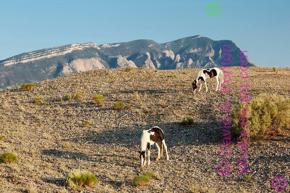 Mustang pintos grazing on hillside in arid land in the New Mexico landscape near Placitas, with the Sandia Mountains in the background