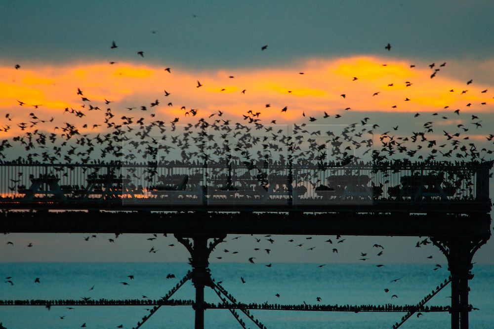 © Licensed to London News Pictures. 4/12/2016. Caberystwyth, Wales, UK. As the sun sets dramatically into an orange sky over Cardigan Bay on another bitterly cold evening flocks of starlings fly in from their daytime feeding grounds to perch on Aberystwyth pier on the coast of west Wales. At dusk every night in the autumn and winter, tens of thousands of the birds gather to roost together safely overnight on the latticework of cast iron legs underneath the Victorian seaside pier . While plentiful in Aberystwyth , starling numbers have declined by over 66% since the 1970’s and the birds are on the RSPB’s at-risk ‘red list’ for highest conservation priority, with the species needing urgent action. Photo credit: Keith Morris/LNP