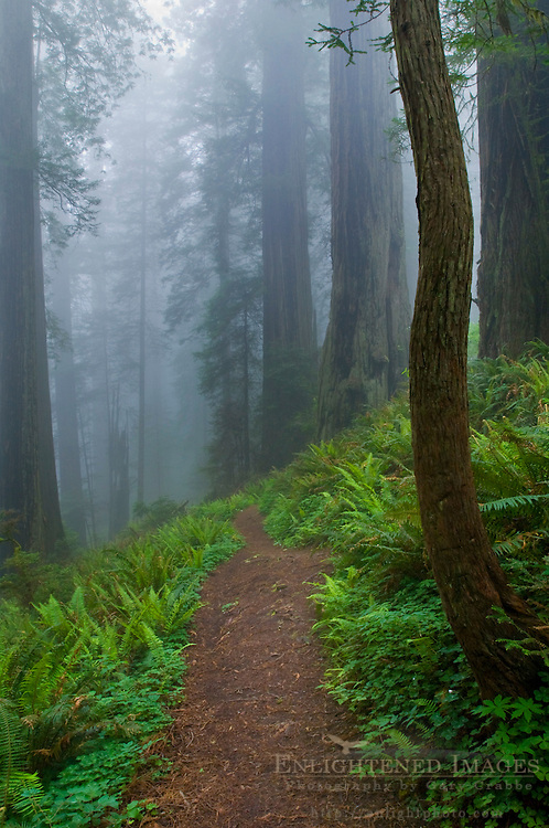 Trail through fog shrouded redwood trees in forest, Del Norte Coast Redwood State Park, California