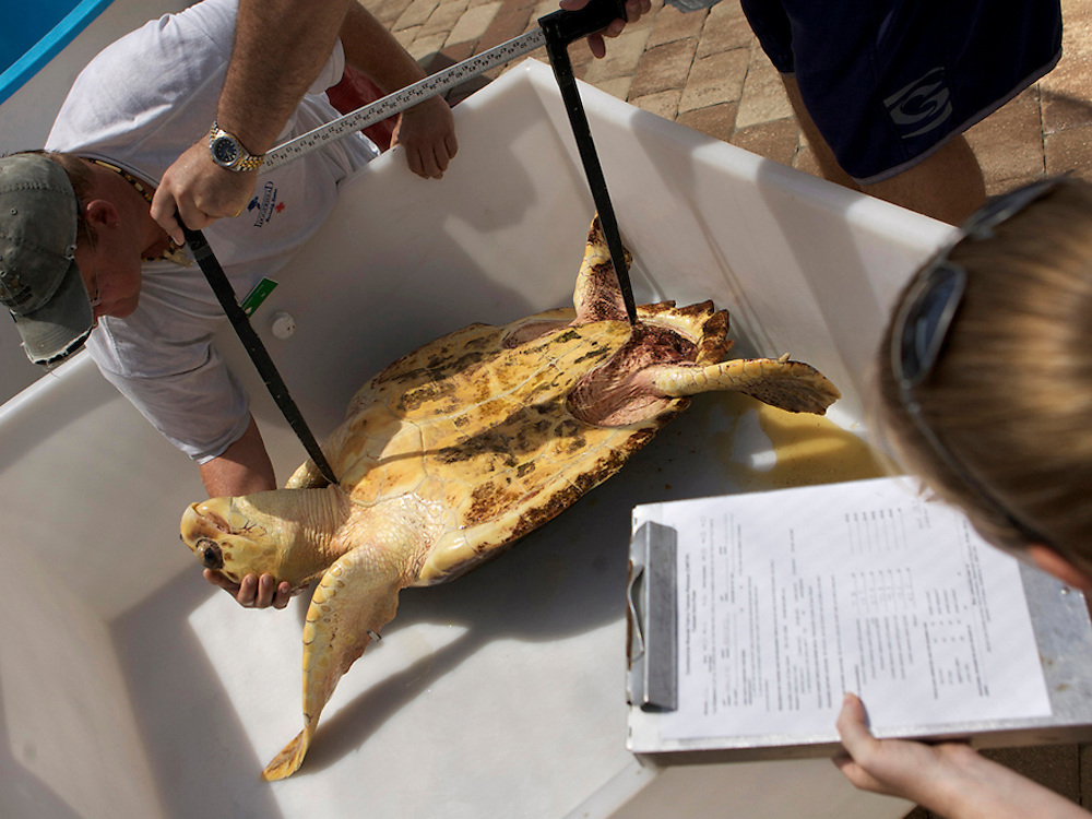 A loggerhead is weighed and measured at the Loggerhead Marinelife Center in Juno Beach, Fla. to see if it is well enough to be released after rehabilitation. Scientific estimates indicate that only one in 1000 hatchlings will survive to become a reproductive adult sea turtle. Loss of nesting beaches due to coastal overdevelopment hinder turtles from laying eggs. Light pollution which causes hatchlings to go AWAY from the water and predators ranging from raccoons, birds and even domesticated animals have the odds stacked against them before they ever reach the water. Environmental disasters such as oil spills can be devastating to the animals which spend most of their time underwater but have to surface to breath. It's currently a tough world for a creature that's been around for millions of years.