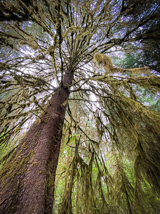 Olympic National Park, Hoh Rain Forest, and Hurricane Ridge - iPhone 11 Pro - 2020