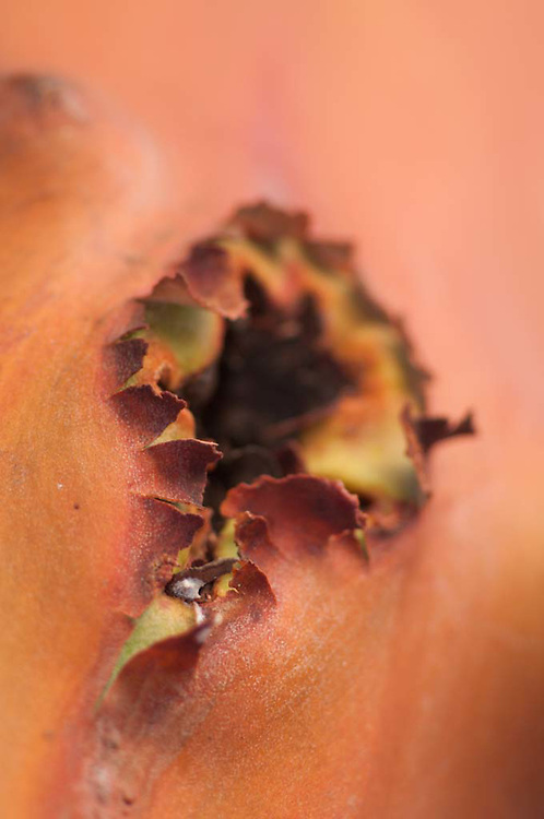 Madrona Tree (Arbutus menziesii) Close-up, San Juan Island, Washington, US