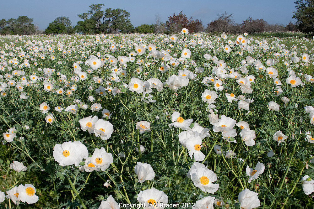 White Prickly Poppy (Argemone albiflora), Blanco County, Texas