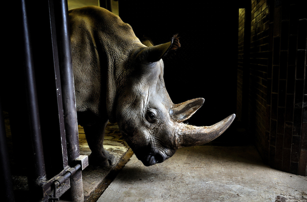 In December of 2009, the Lewa Conservancy in Kenya airlifted the last four breeding age Northern White Rhinos from Prague’s Dvur Kralove Zoo in the Czech Republic 4000 miles away to live “freely” at the Ol Pejeta Conservancy in Kenya. The Northern White Rhino is considered by scientists to be nearly extinct. As of 2009, there are only 8 Northern White Rhinos living in the world. Scientists hope that in Africa, the temperance in climate and the room to roam will entice them to breed and establish a nucleus for potential re-population. (Photo by Ami Vitale)