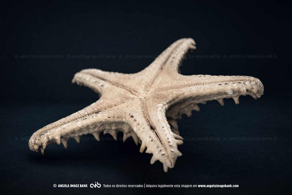 Artesanato de Angola. Estrela do mar, oceano Atlántico, Angola.