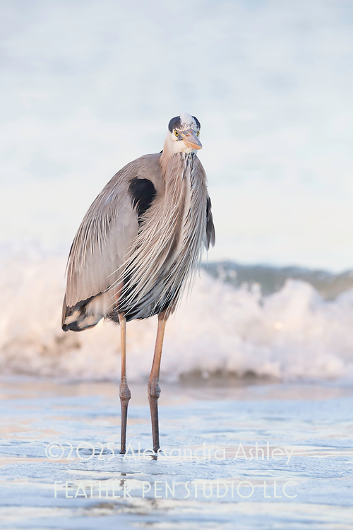 Great blue heron, Ardea herodias, in breeding plumage wades through early morning surf in Gulf of Mexico, adjacent to Little Estero Critical Wildlife Area, southwest Florida.