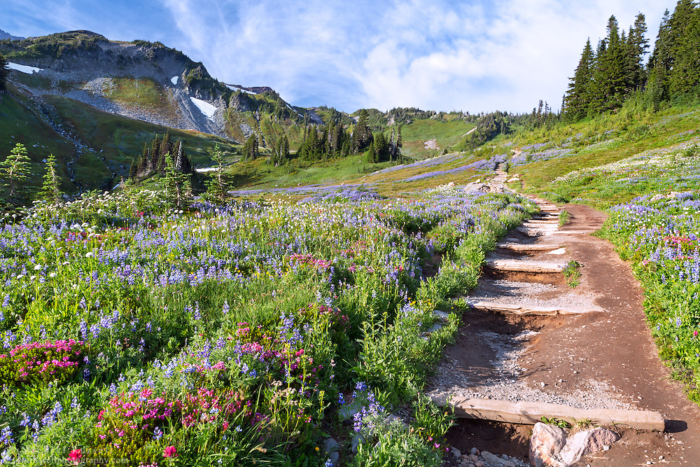 Summer Wildflowers (Paintbrush, Lupines and Mountain Heather) along the Golden Gate Trail at Paradise in Mount Rainier National Park, Washington State, USA