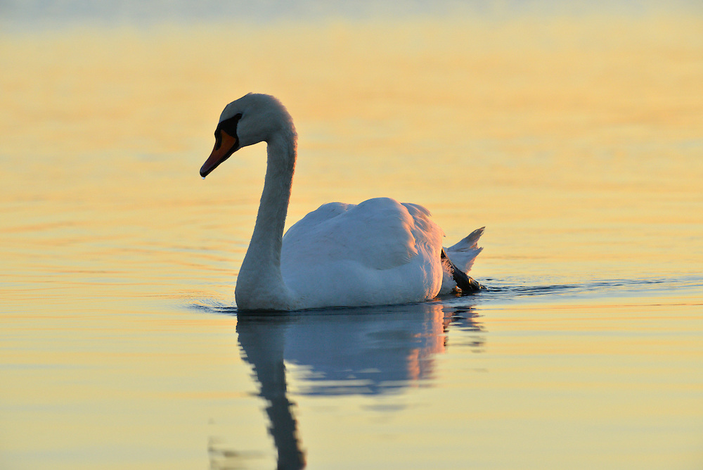 Mute Swan Cygnus olor. L 150-160cm. Large, distinctive water bird and a familiar sight. Swimming birds hold long neck in an elegant curve. Family groups are a feature of lowland lakes in spring. Typically tolerant of people. In flight, shallow, powerful wingbeats produce and characteristic, throbbing whine. Sexes are similar but bill’s basal knob is largest in males. Adult has white plumage although crown may have orange-buff suffusion. Bill is orange-red with black base. Juvenile has grubby grey-brown plumage and dull pinkish grey bill. Voice Mostly silent. Status Our commonest swan; the only resident species. Found on freshwater habitats besides which it nests; in winter, also on sheltered coasts