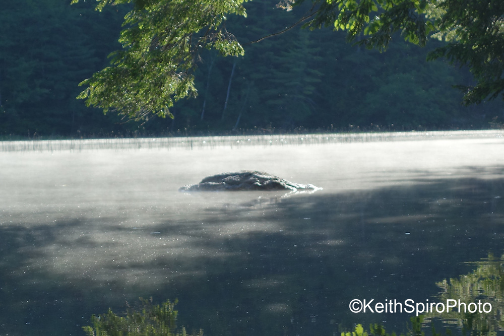 photos from a day of kayaking on the Cathance River in Southern Midcoast Maine in and around the communities of Topsham and Brunswick Maine.